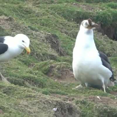 Seagull attacks and swallows entire live rabbit