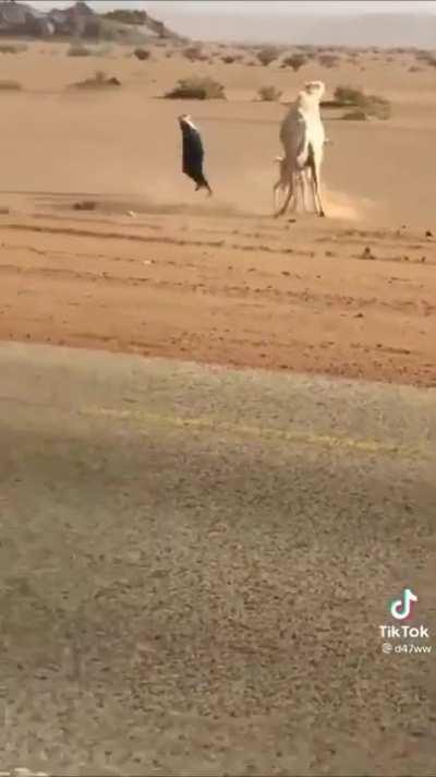 Using baby camel as bait to steer the mother away from the highway