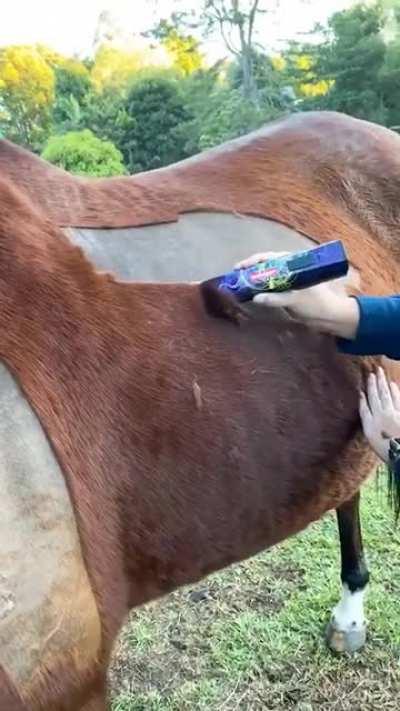 Shaving a horse clean