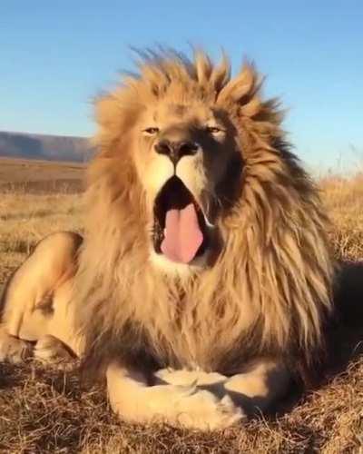 This lions yawn