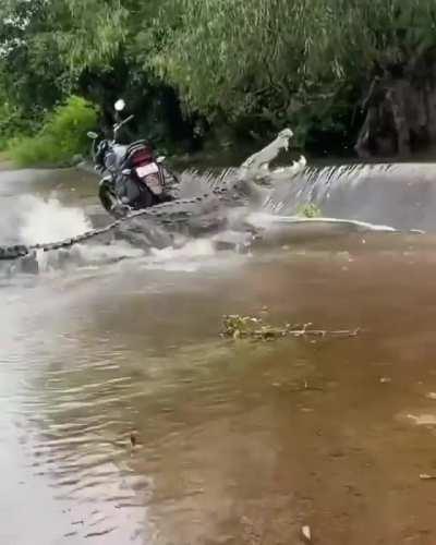 🔥 a croc trying to get upstream