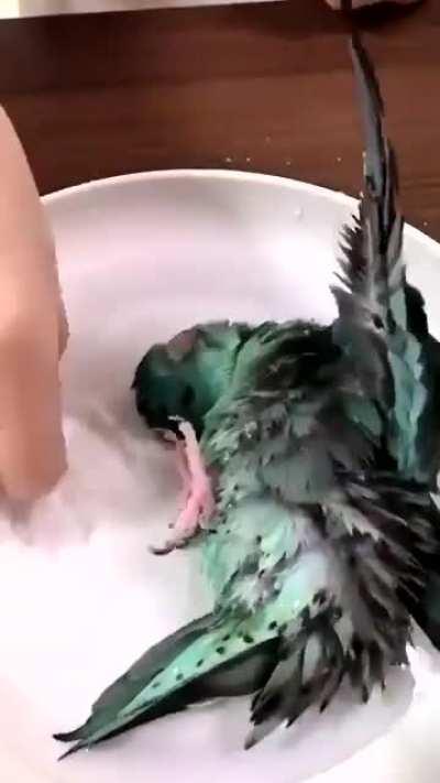 Parrot enjoying his bath time