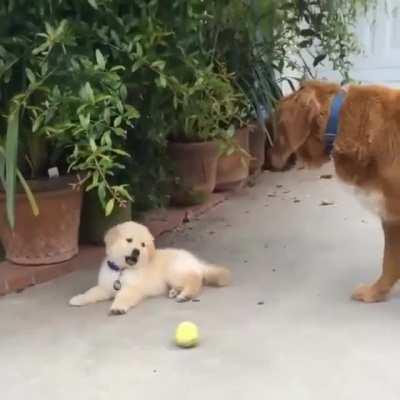 Cute puppy fails to focus on like anything