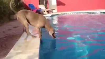 A dog that's trained to not go into the pool struggles to retrieve his frisbee without breaking the rules