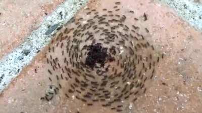 Ants in an ant mill, known as the “death spiral” or just enjoying a circle pit