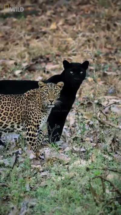 kambini Forrest, India