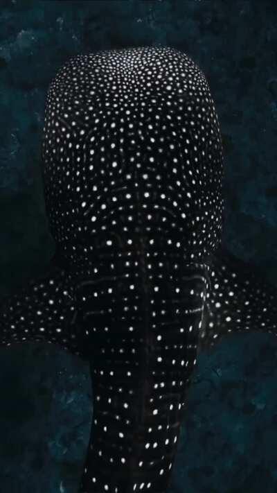 🔥 Whaleshark’s glowing spots caused by reflection of sunlight