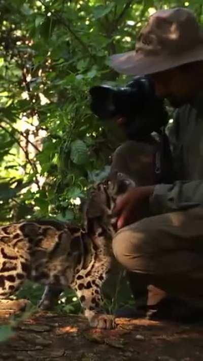 🔥 A clouded leopard casually approaches a wildlife photographe 🔥