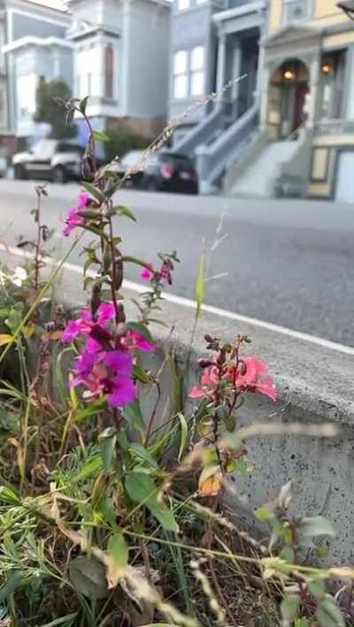 The great concept of &quot;guerilla gardening&quot;