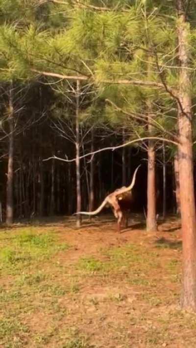 🔥 Bullock With Long Horns