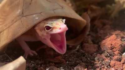 I heard ya’ll like gecko yawns