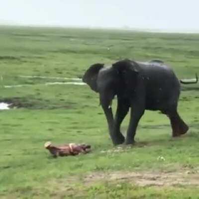 Now you know how an elephant gives birth. It's beautiful.