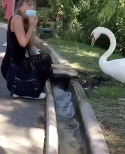 The swan: Put your fucking mask ON