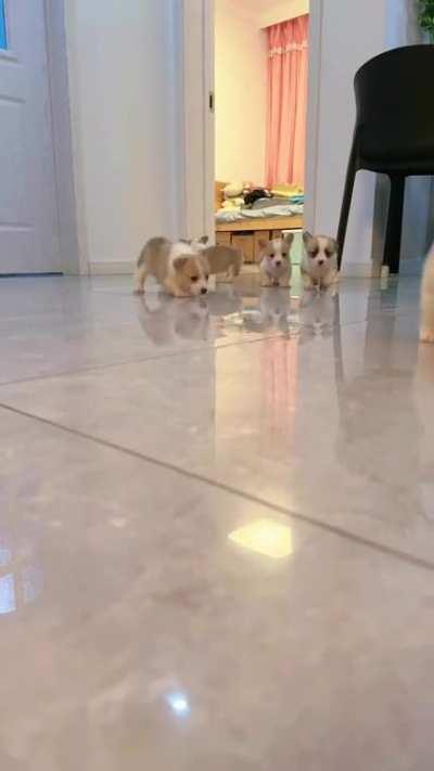 The corgis are coming!