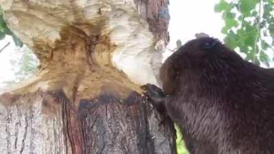 A beaver hard at work.