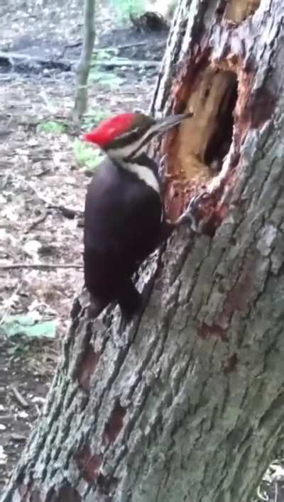 DO WOODPECKERS GET HEADACHES?