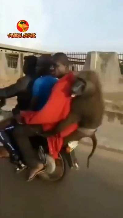 This baboon seems to know exactly what is happening and how he should act as he joins the guys taking a ride on the back of a motorcycle