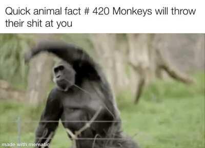 Damn dirty apes