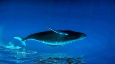 🔥 A beautiful perspective of whales