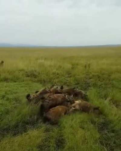 Pack of Hyenas chose the wrong day to hunt a Lion