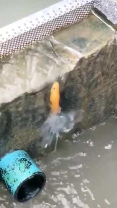 This fish swimming up a wall