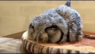 Baby owls sleep face down because their heads are too heavy.