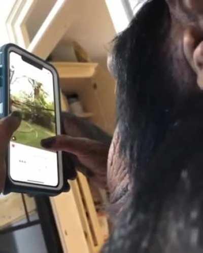 An ape and his smartphone