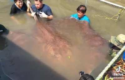 🔥World record for largest freshwater stingray 