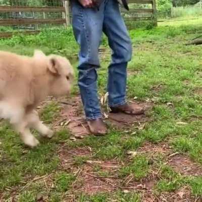 Grass puppy in a good MOOd