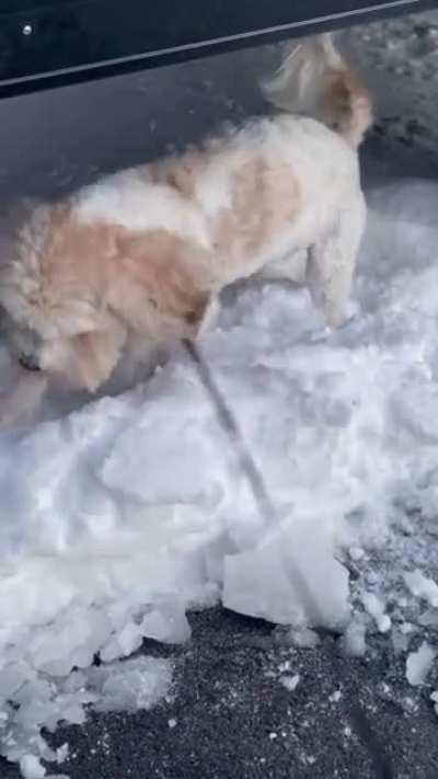 Snow makes my dog lose her cute mind.