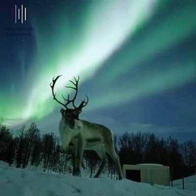 A Reindeer beneath the Northern Lights