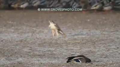 🔥 falcon assassinate a drake mallard at 100km/h