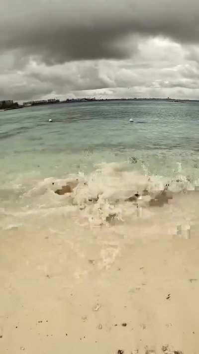 A pack of blacktip reef sharks successfully hunt a juvenile stingray in an intense ambush