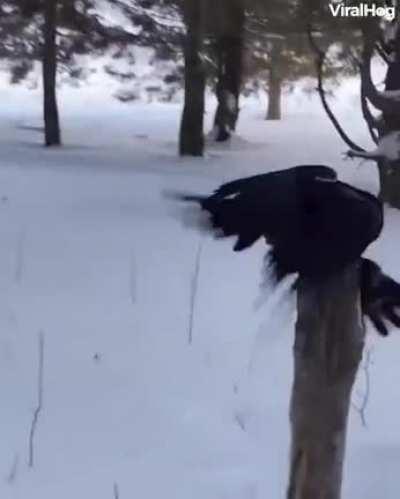 This highly trained Raven