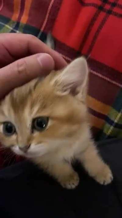 My new kitten Charlie demanding some pets