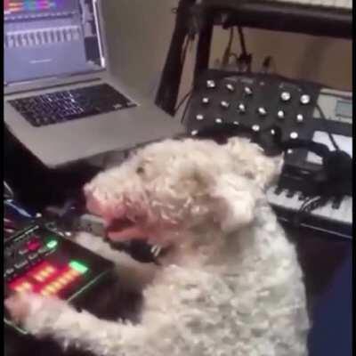 wtf?? dog in the stu listening to the grails?? 😳😳