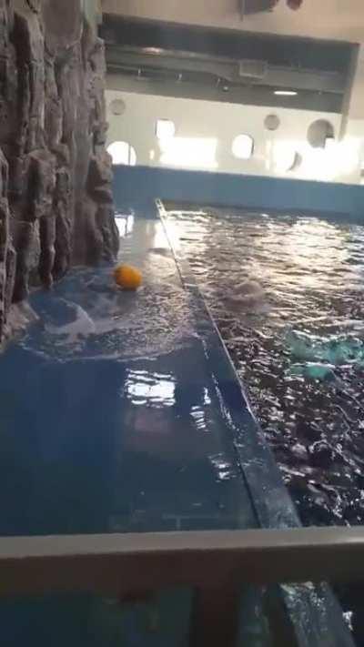 Watch how this beluga whale cleverly retrieves his ball