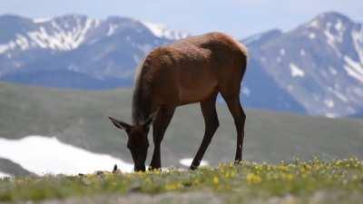 My brother saw this Elk cow kill a Marmot: deer are herbivores only for convenience, not kindness.