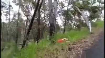 HMFT after i throwing a dead branch