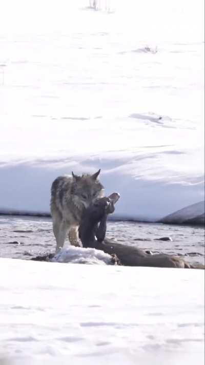 🔥A lone wolf takes down a mule deer