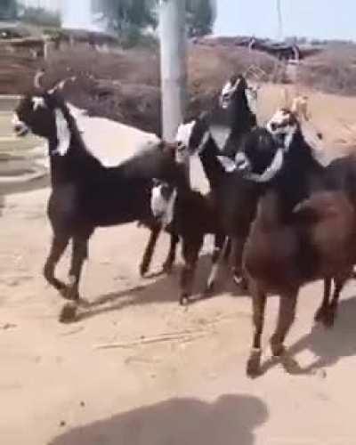 Disco goats!