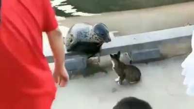 WCGW if you say hi to a foreign cat