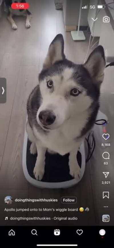 Husky steps onto “wiggleboard”