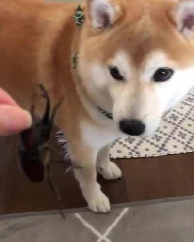 Shiba reacting to a rhinoceros beetle