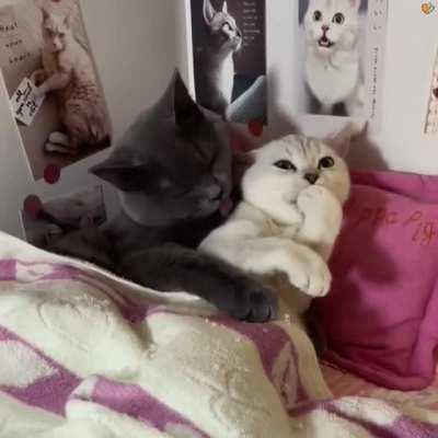 Cat couples having a Romantic movie night 😻