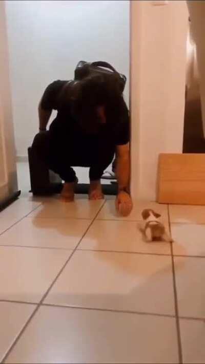 wee little puppy says “welcome home” with every wiggle it has