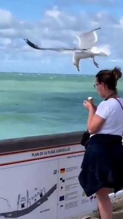 Seagull mission impossible