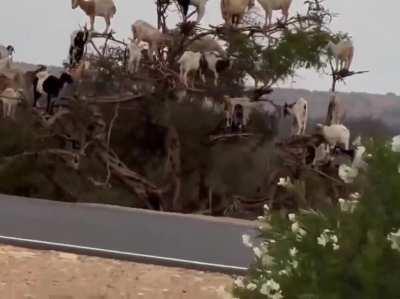 Just some goats sitting in a tree in Morocco