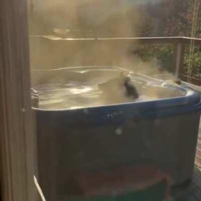 Freeloading bear taking a bath in someone's backyard jacuzzi