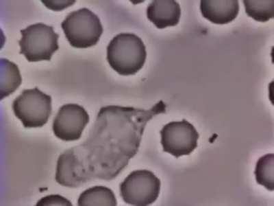 Chad White blood cell chasing bacteria